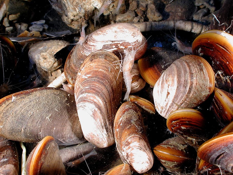 Mussels, Shrimp, Tuna, Tube Worm, Sea, ocean, water, underwater