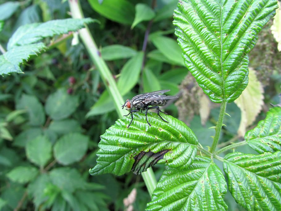 fly, insect, animals, nature, plant part, leaf, animal themes HD wallpaper