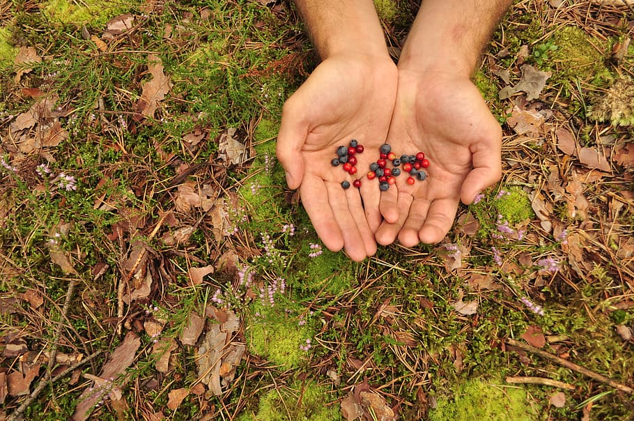 hands, nature, berry, green, spring, blueberries, blueberry HD wallpaper