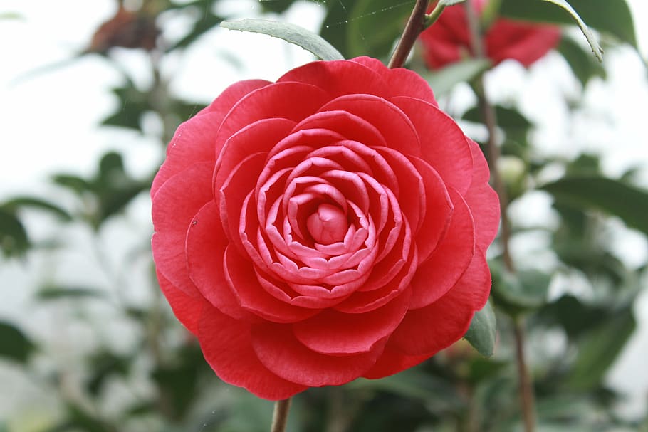 closeup photography of red camellia flower, phoenix mountains HD wallpaper
