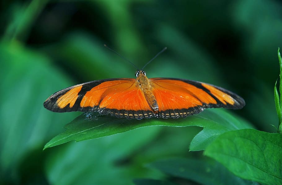 common, orange, butterfly, bug, insect, caterpillar, nature HD wallpaper