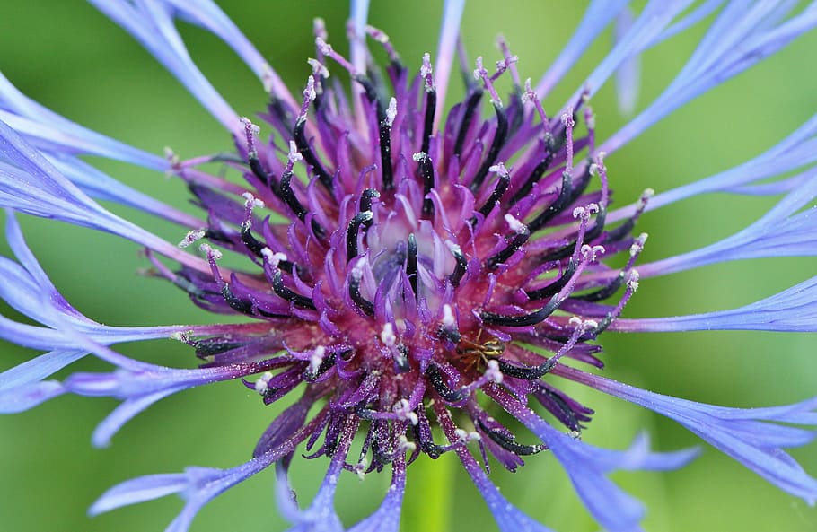 cornflower, blossom, bloom, flower macro, flowers, garden, botany HD wallpaper