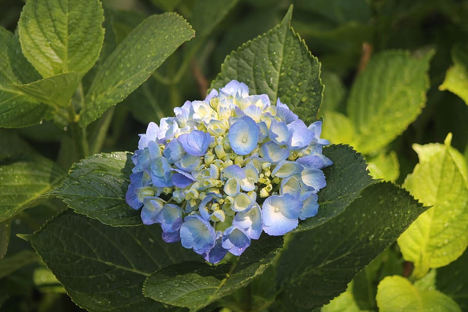 flower, purple, hydrangea, nature, garden, green, gardening HD wallpaper
