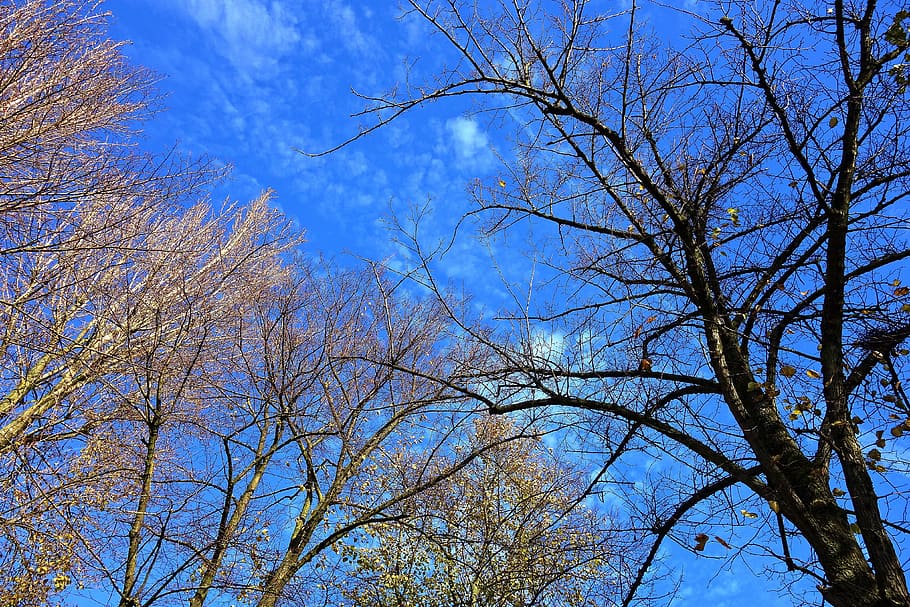 tree, tree top, branch, bare branch, winter tree, tangled branches HD wallpaper