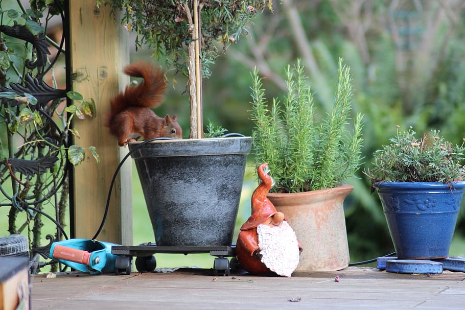 garden, squirrel, rodent, foraging, plant, potted plant, mammal HD wallpaper