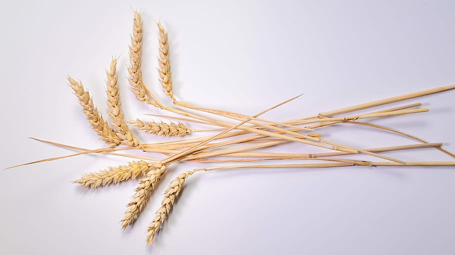 ear, grain, corn on the cob, wheat, klasky, crop, agriculture HD wallpaper