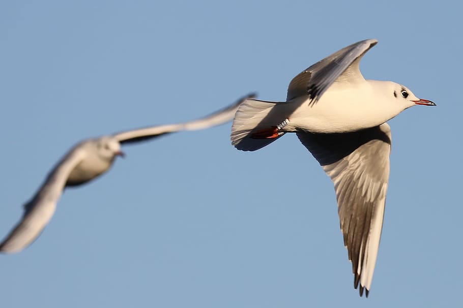 Seagull, Flight, Manoeuvre, flight manoeuvre, animal wildlife HD wallpaper