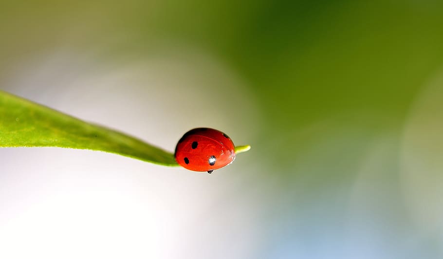 ladybug perched on green leaf selective focus photography, close-up HD wallpaper