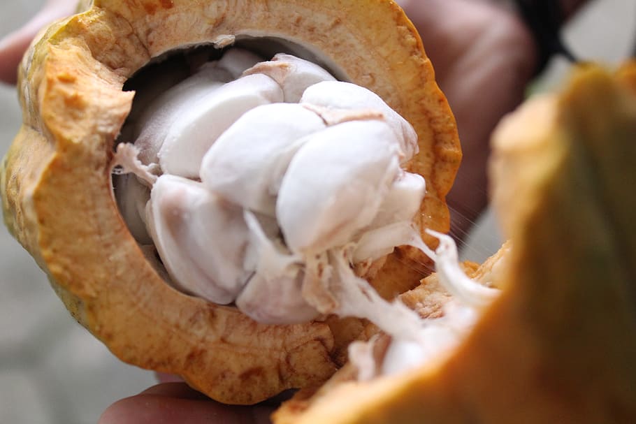 cocoa, nature, chocolate, food and drink, close-up, selective focus HD wallpaper