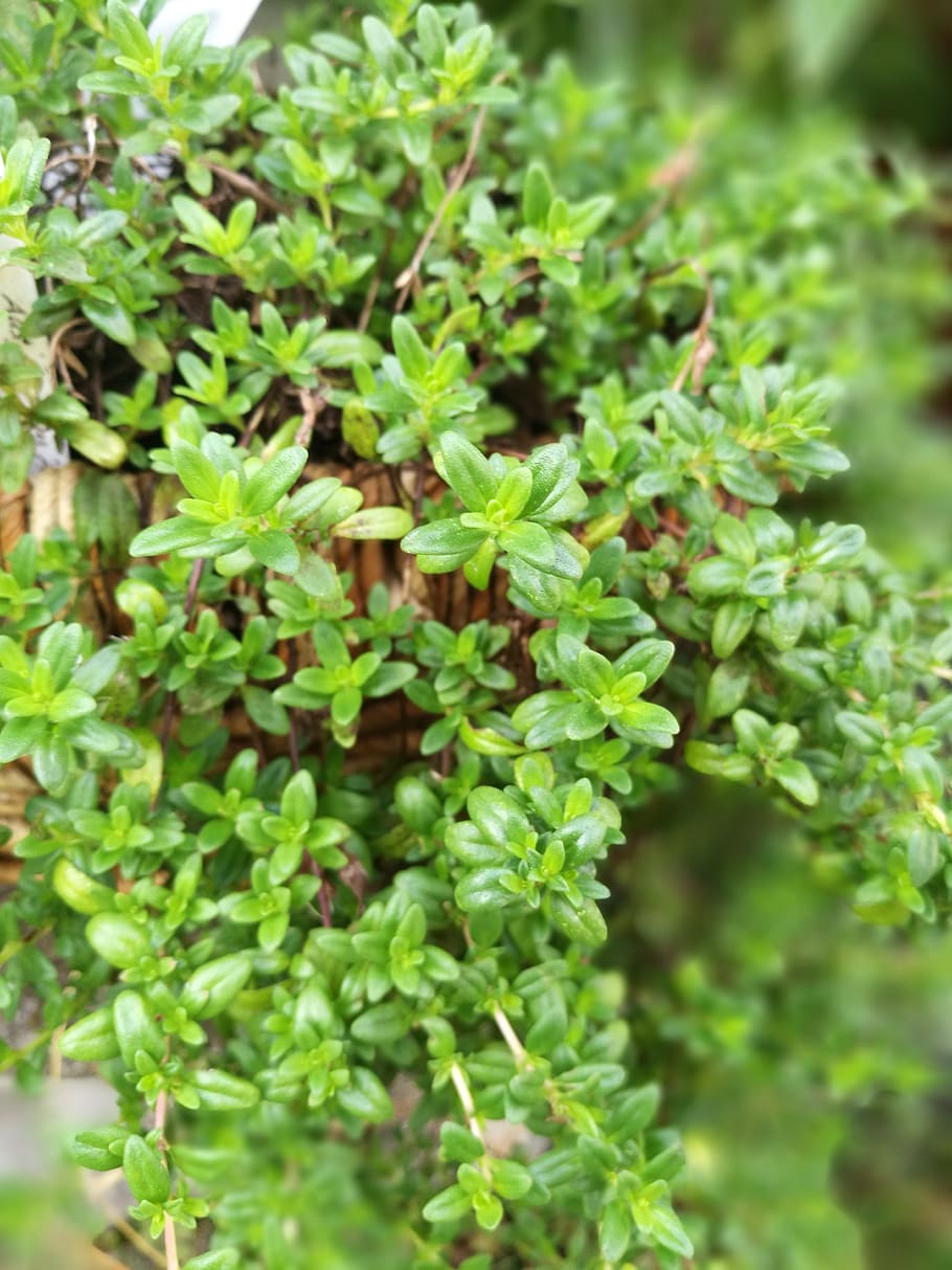 nature, leaf, plant, thyme, lat, growth, green color, plant part, HD wallpaper