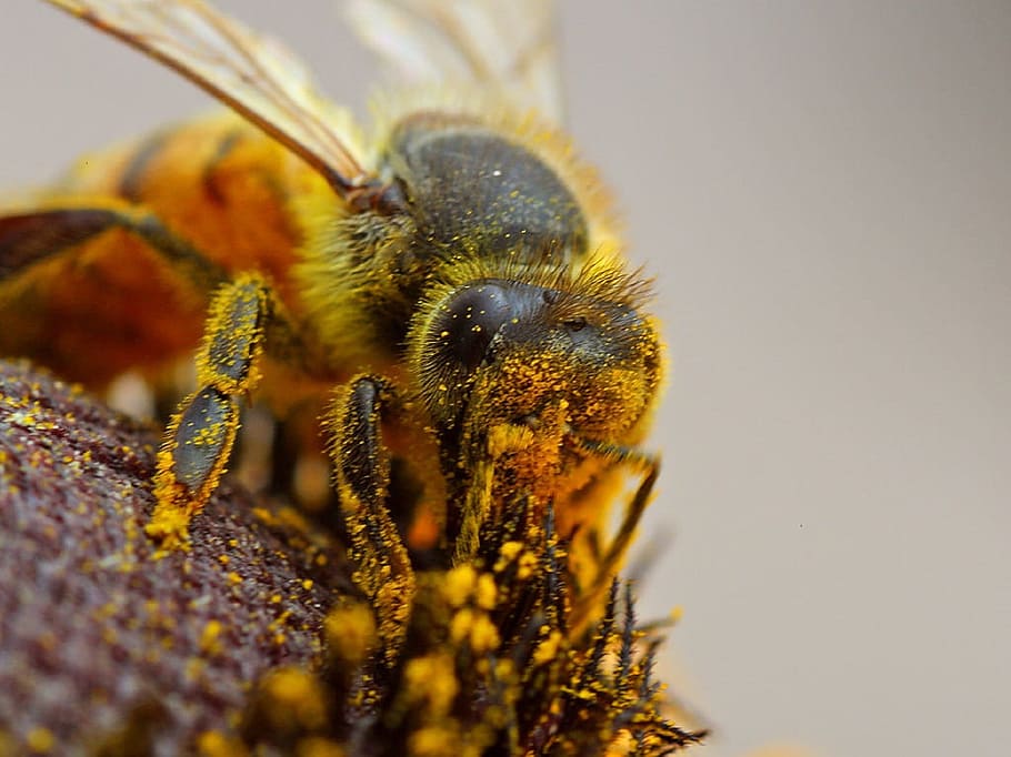 Bee, Pollinating, Macro, Close Up, bee pollinating, sunflower HD wallpaper