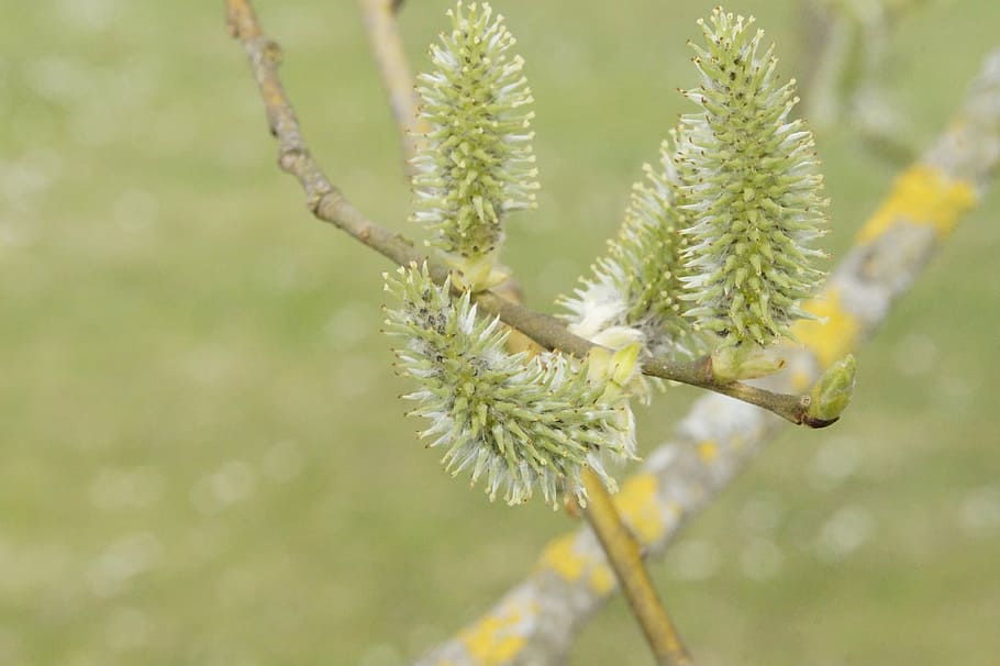 tree, sprout, knock out, april, shoots, bud, spring, lenz, renewal HD wallpaper
