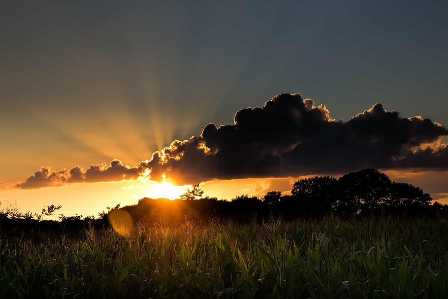 backlit, clouds, dawn, dusk, evening, field, gold, grass, horizon HD wallpaper