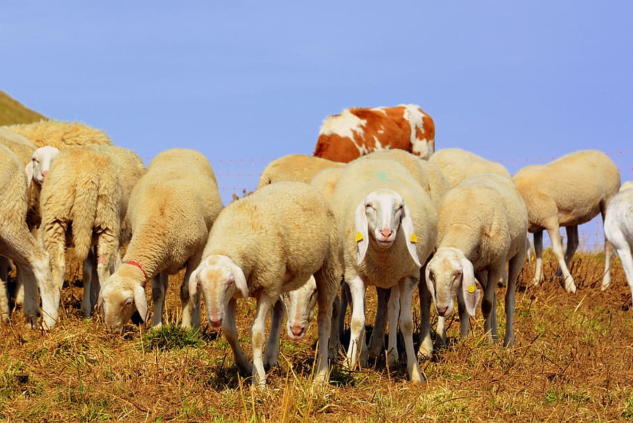 flock, mountain, sheep, prato, animal, grass, animal world HD wallpaper