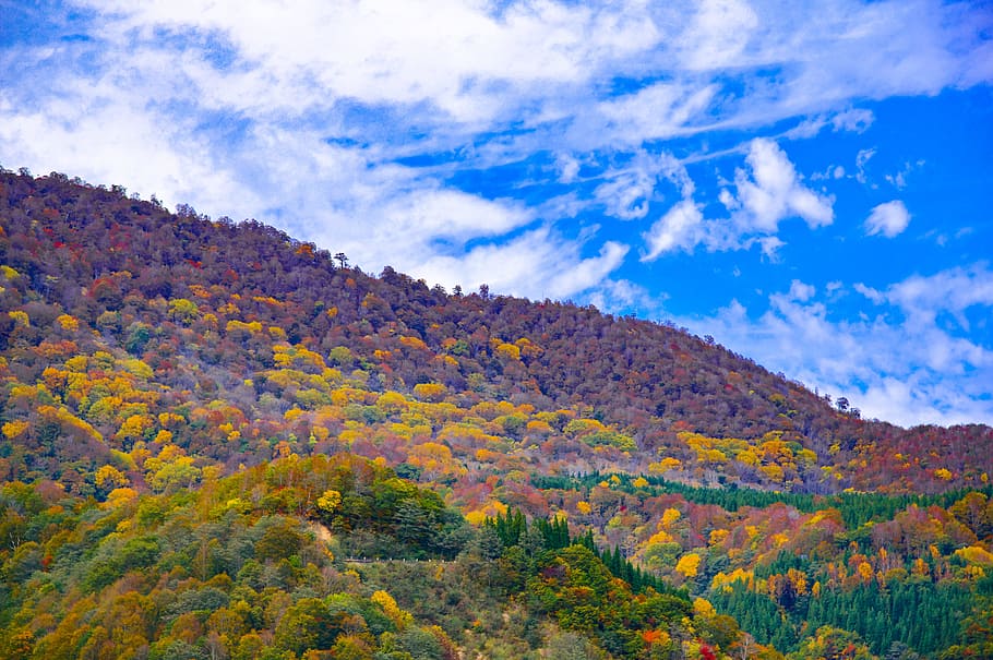 Japan, Autumnal, Leaves, Akiyama, Township, autumnal leaves, HD wallpaper