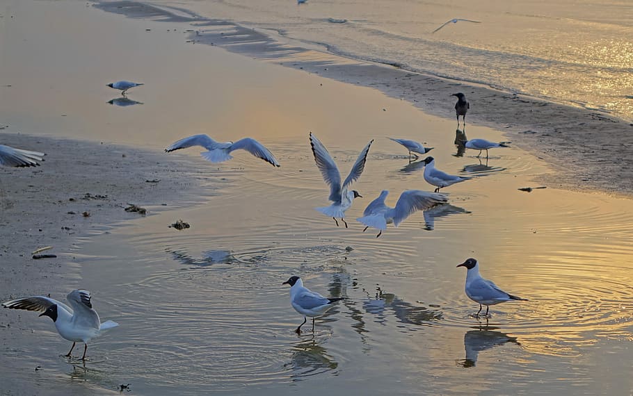 bird, water, nature, beach, animals in the wild, animal wildlife HD wallpaper