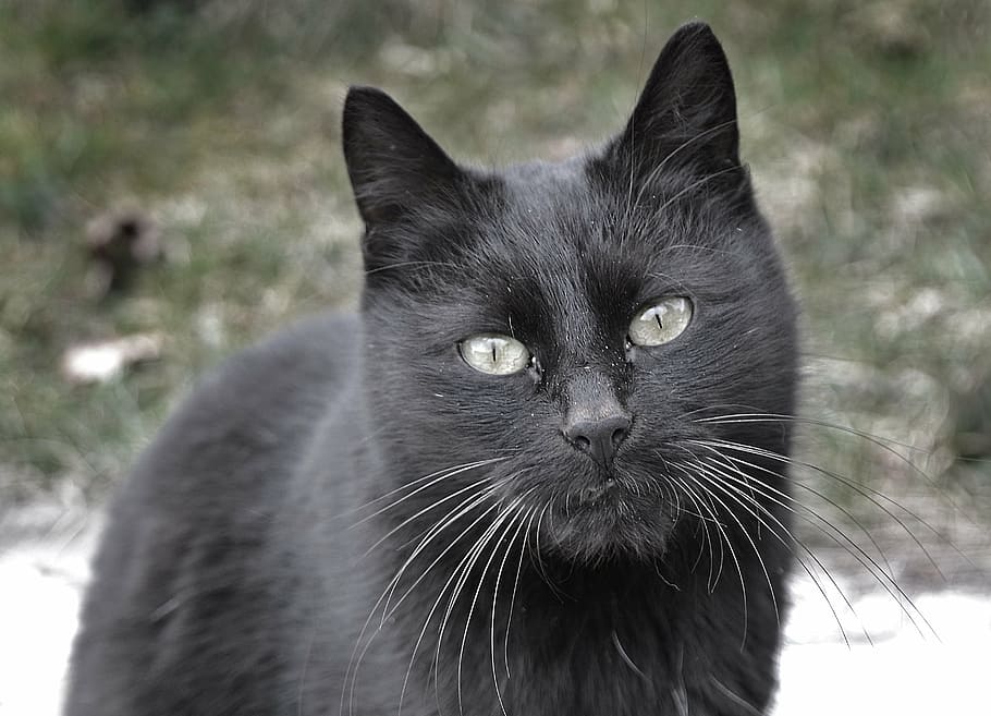 macro shot of black cat, view, curious, eyes, animal, furry HD wallpaper
