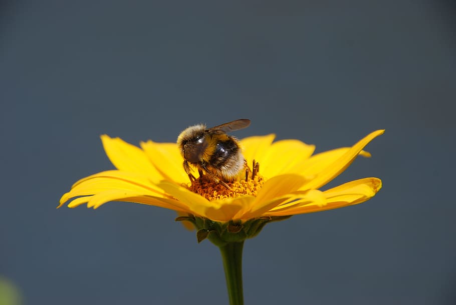 Nature, Flower, Yellow, Bug, Bumblebee, pollen, insect, pollination HD wallpaper
