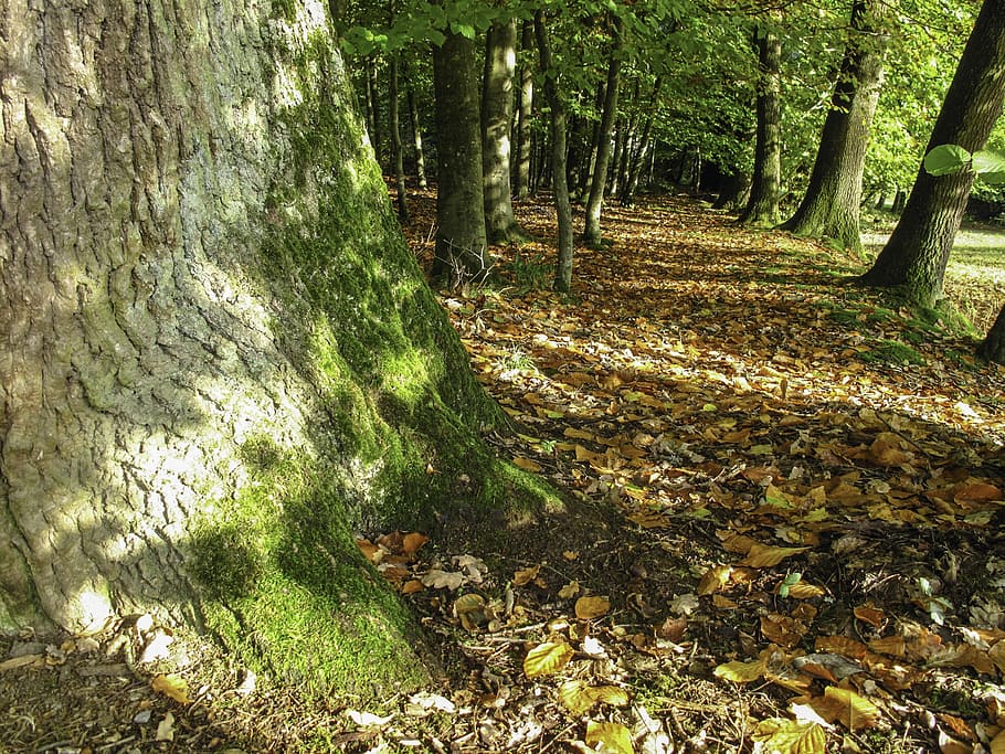 leaves, forest, tree, nature, plant, land, tranquility, growth HD wallpaper