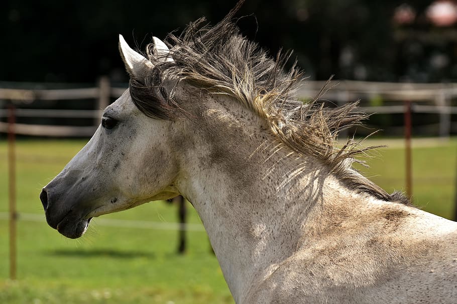white and black horse, mold, pairing, fool around, fun, funny HD wallpaper