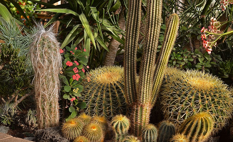 cactus, cacti, garden, desert, botany, nature, botanical, horticulture HD wallpaper