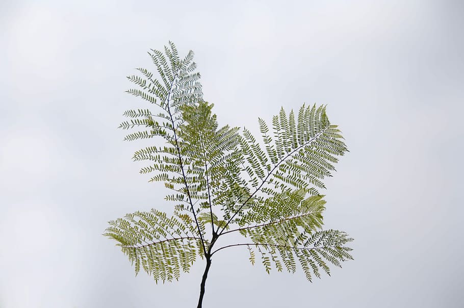 nature, tree, leaf, plant, branch, coniferous tree, sky, no people HD wallpaper