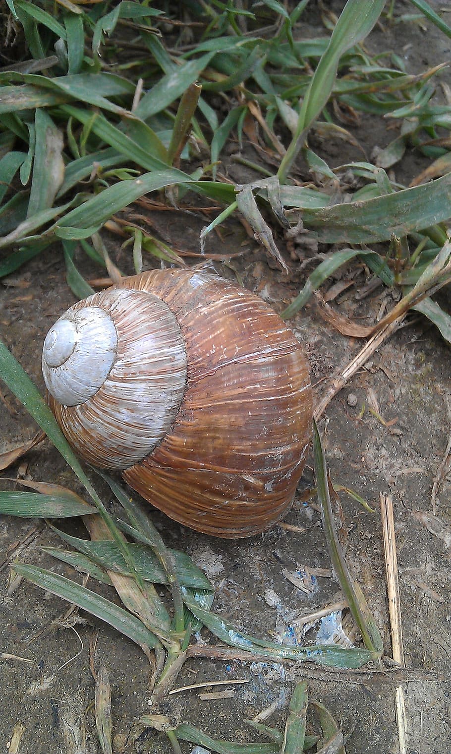 Snail, Shell, Animal, Nature, Mollusk, animal shell, gastropod HD wallpaper