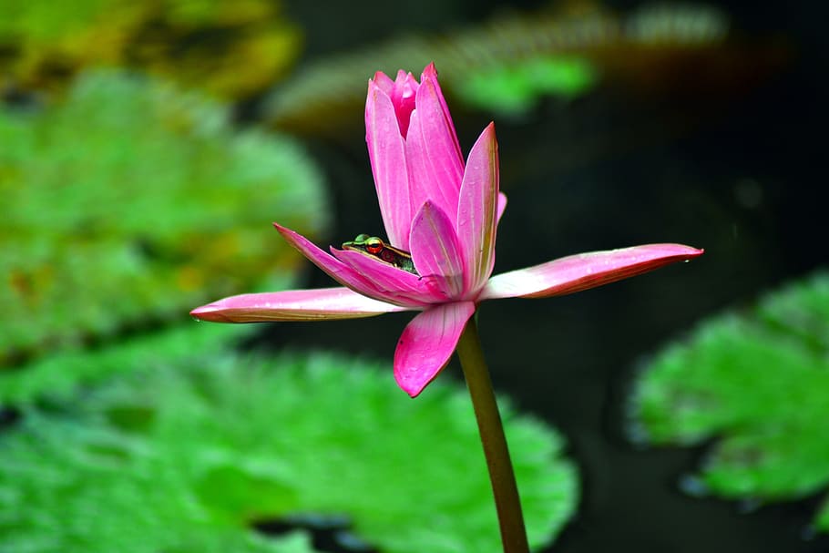 Hiding, Frog, Lotus, flower, growth, petal, fragility, nature HD wallpaper
