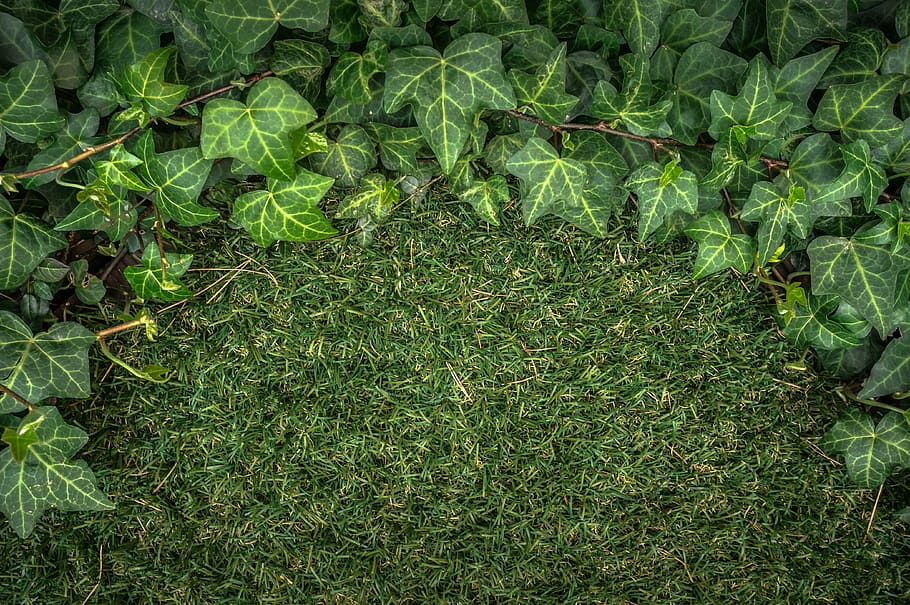 green grass field, ivy, plants, nature, abstract, leaf, herb, HD wallpaper
