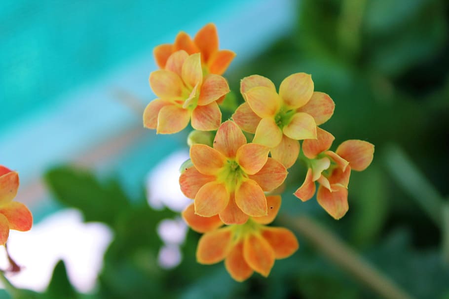 flower, nature, flora, summer, garden, flowering plant, freshness HD wallpaper