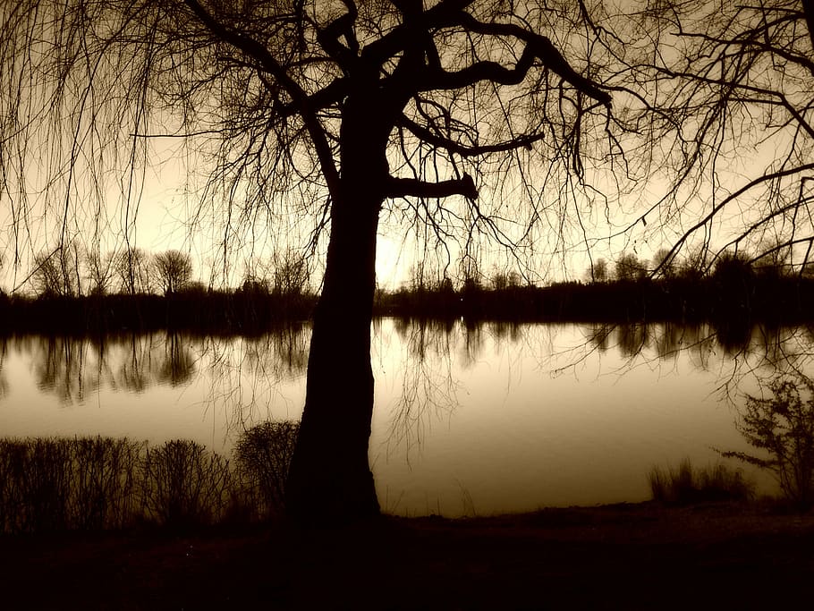 tree, pasture, lake, shadow, abendstimmung, nature, reflection HD wallpaper