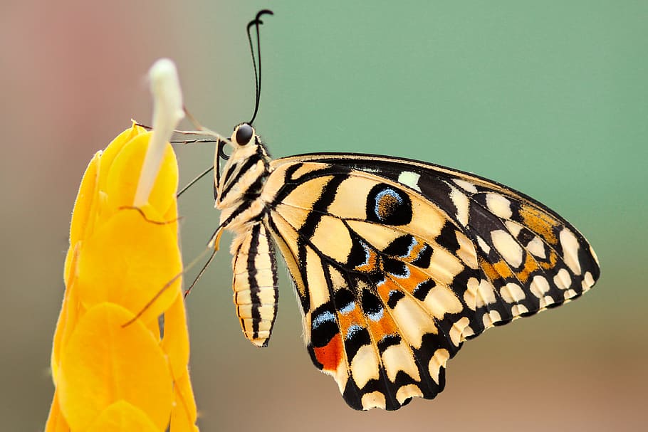 white and black monarch butterfly, selective focus photography of painted lady butterfly perched on yellow shrimp plant