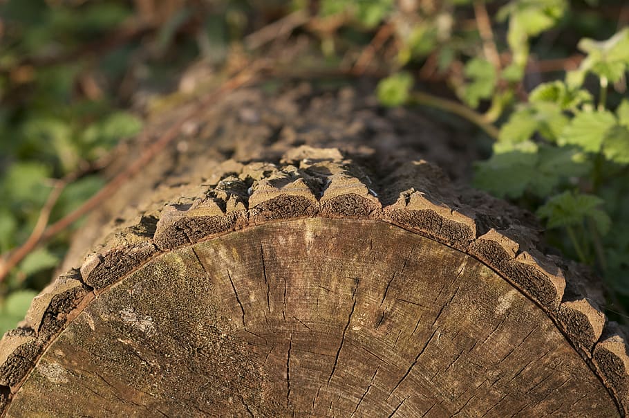 tree, stump, tribe, forest, wood, tree ring, no people, one animal HD wallpaper