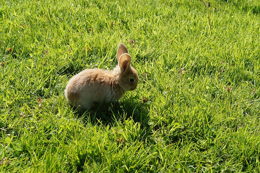 Cute, Hare, Dwarf Rabbit, baby, reborn, bunny, grass, one animal HD wallpaper