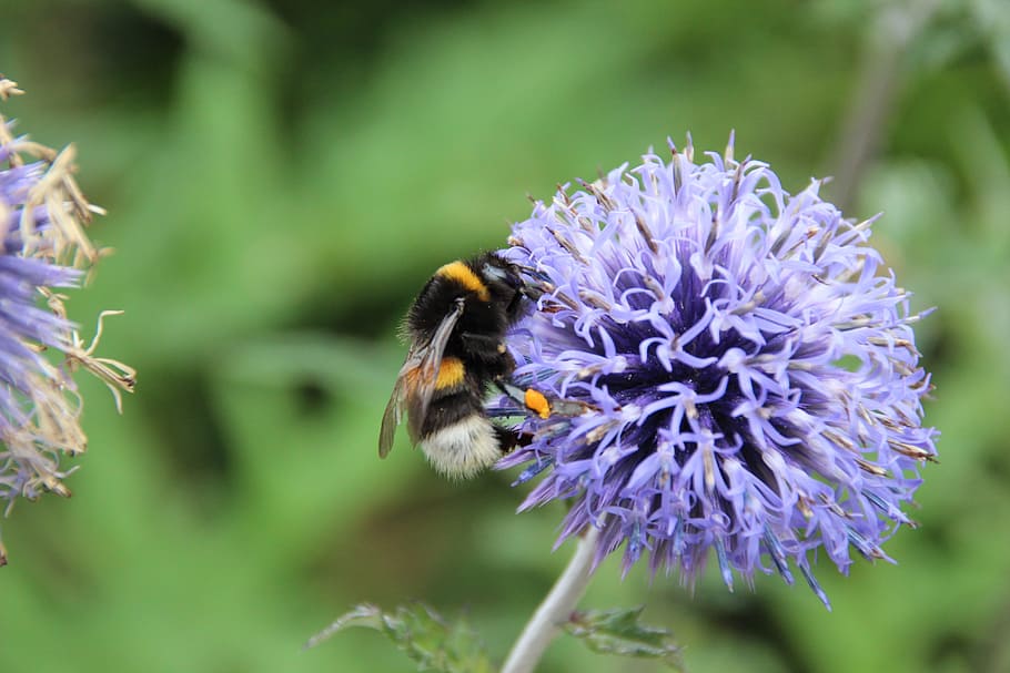 hummel, insect, pollination, nectar, purple flower, thistle HD wallpaper