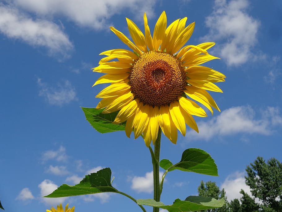 close up photo of sunflower, summer, yellow, plant, flowering plant HD wallpaper