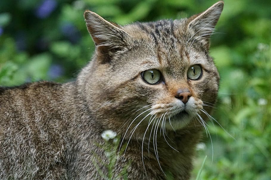 brown tabby cat, wildcat, forest cat, predator, european, protected HD wallpaper
