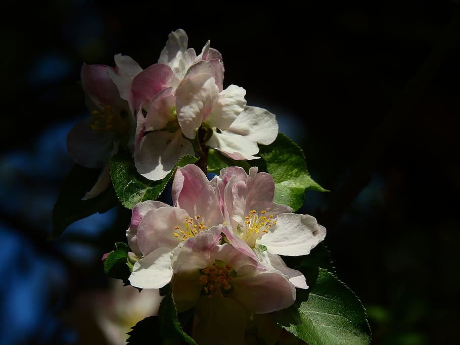 Apple Blossom, Flower, Spring, apple tree, wood, nature, plant HD wallpaper