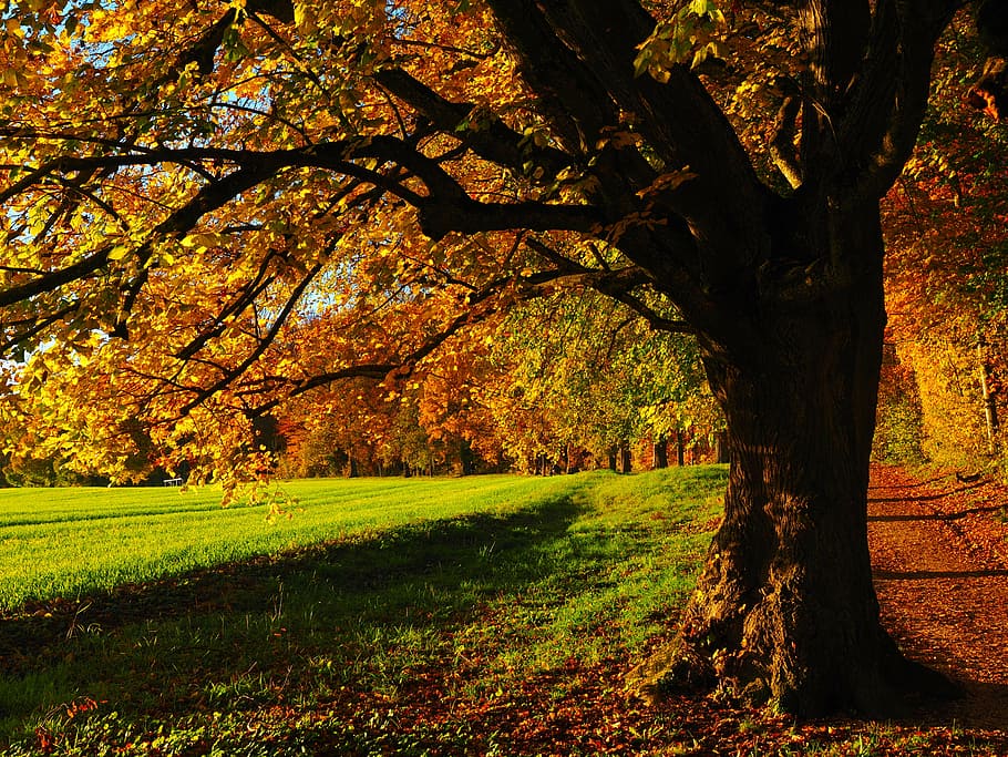 photo of brown leaf tree near green grass field, avenue, back light, HD wallpaper