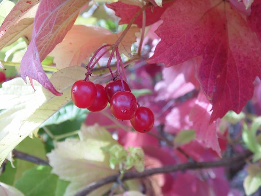 viburnum, berry, plant, red, leaves, bright, closeup, macro, HD wallpaper