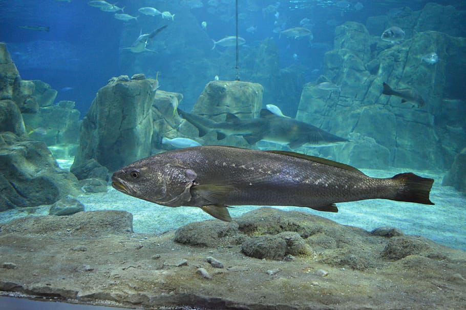 Marine, Fish, Shark, underwater, sea, nature, sea Life, animal HD wallpaper