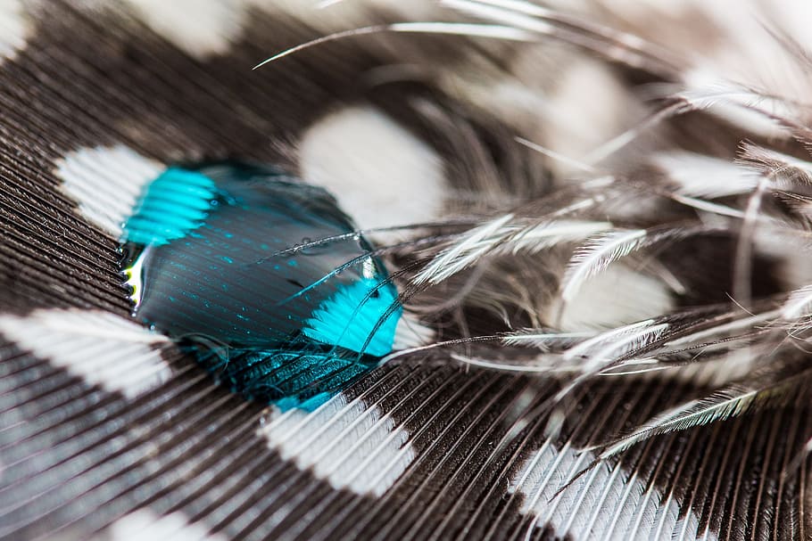 perlhuhnfeder, drip, feather, close, macro, background, drop of water HD wallpaper