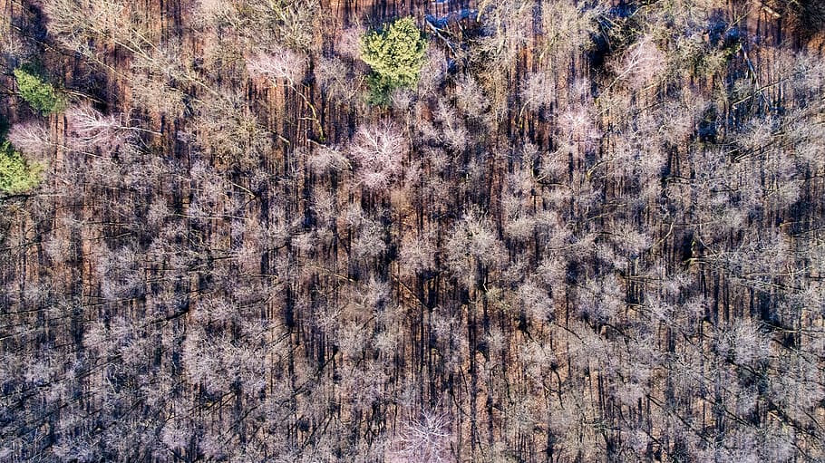 pattern, background, nature, texture, forest, aerial view, dji HD wallpaper
