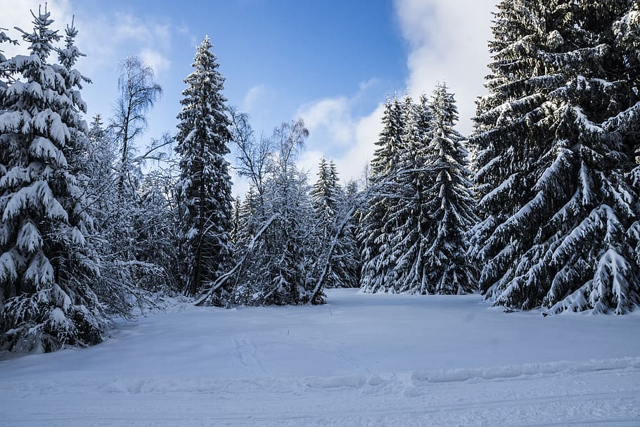 trees covered with snow during daytime, winter, thuringia germany HD wallpaper