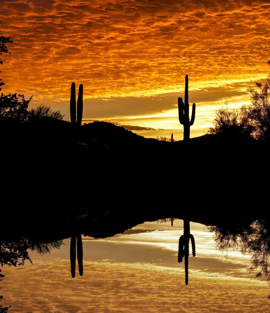 cactus, sunset, sky, reflection, silhouette, orange color, real people HD wallpaper