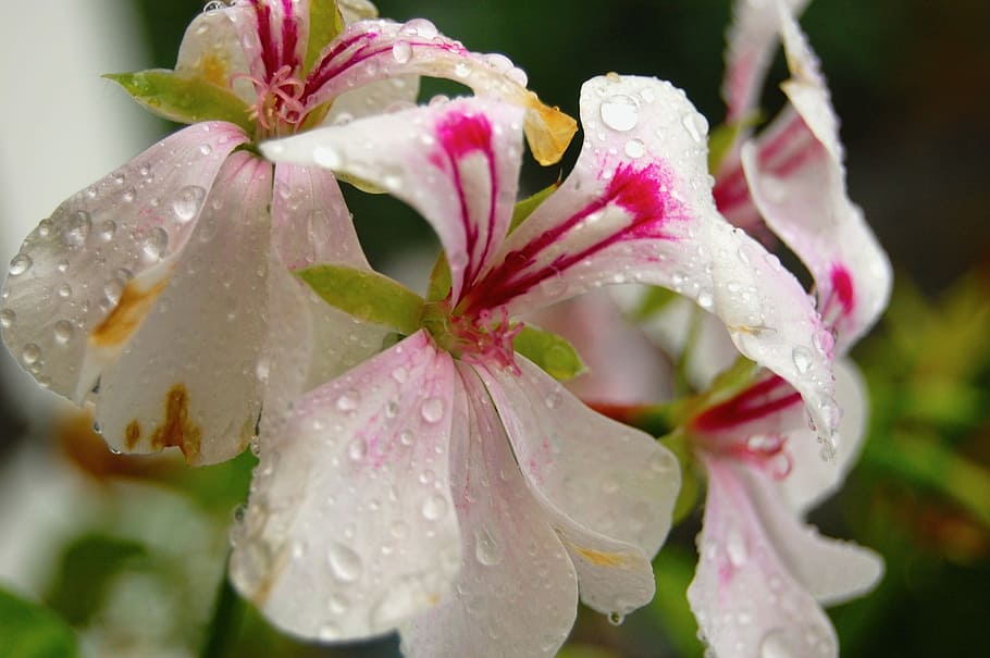 Orchids, Drip, Water, Flowers, rain, drop of water, close, wet HD wallpaper