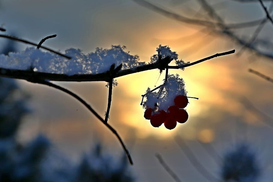nature, outdoors, winter, snow, fruit, tree, plant, sunset HD wallpaper