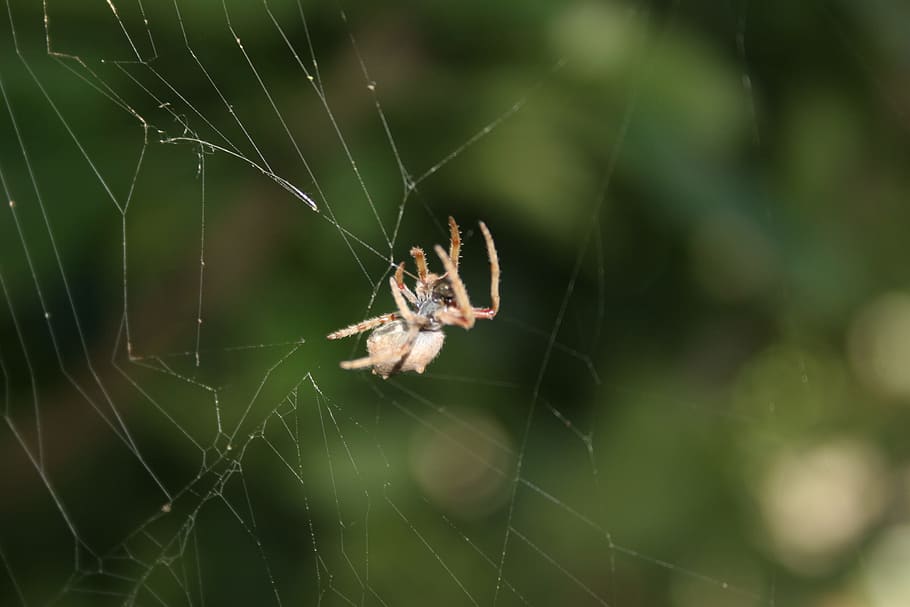Spider, Web, Insect, Bugs, Nature, halloween, cobweb, spiderweb HD wallpaper