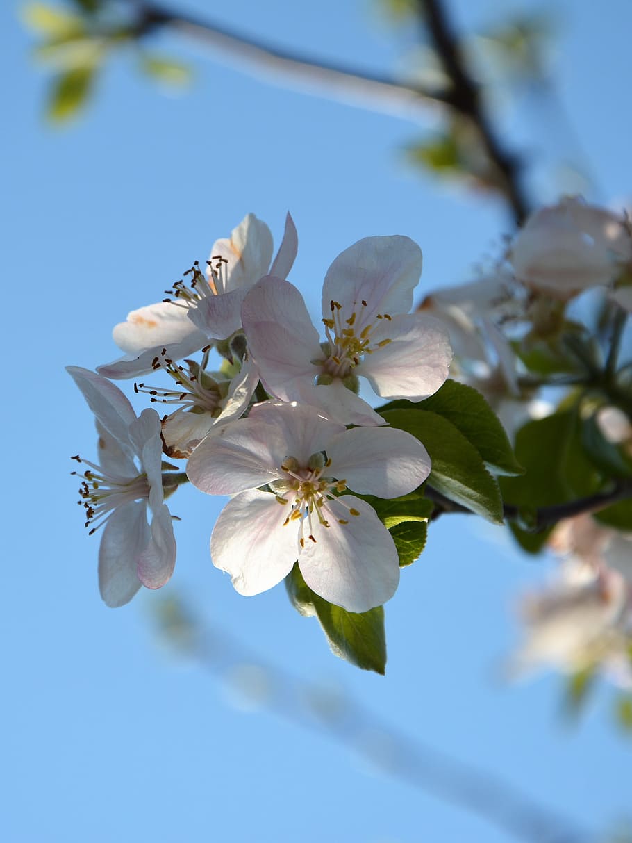 sprig, spring, chichewa spring, nature, white, spring flowers HD wallpaper