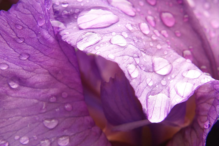 iris, flower, raindrop, spring, nature, flora, garden, plant HD wallpaper